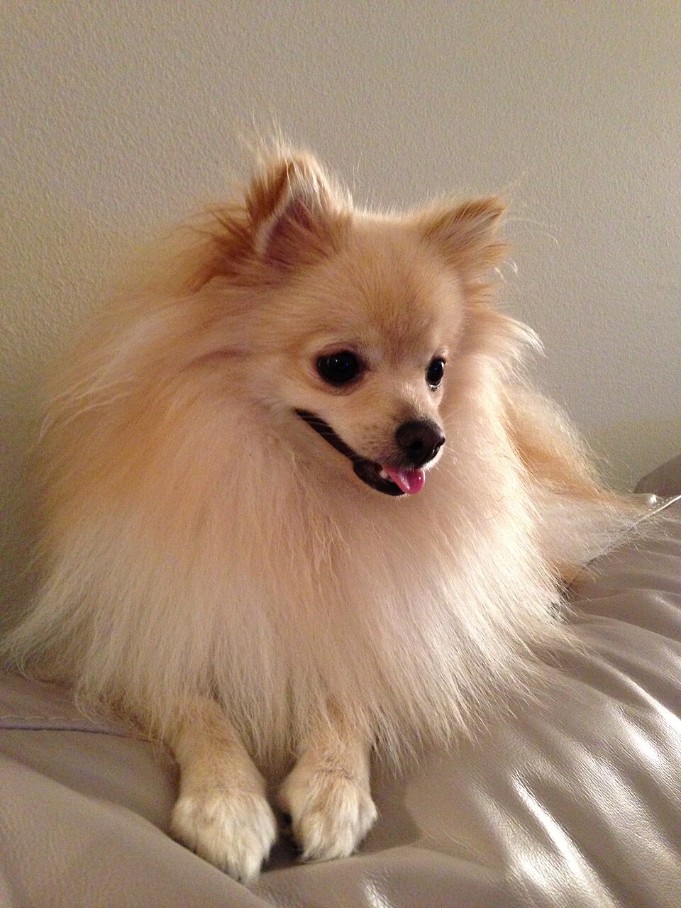 Собака на прогулке